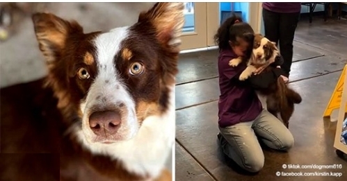 Verlorener Hund umarmt endlich seine Besitzerin, nachdem er 3 Wochen lang vermisst wurde
